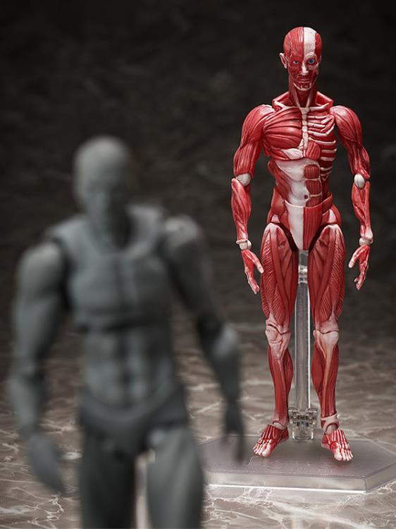 figma SP-142 Human Anatomical Model - Image 10