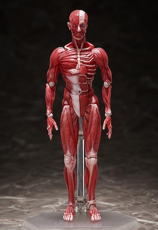figma SP-142 Human Anatomical Model - Image 2