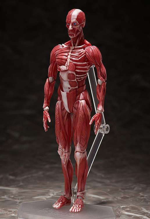 figma SP-142 Human Anatomical Model - Image 3