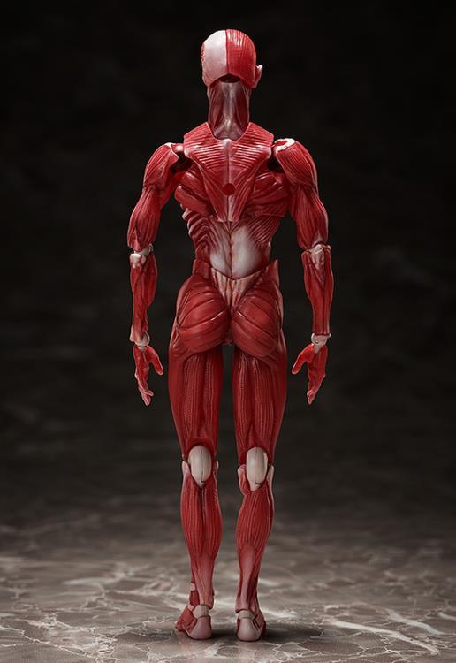 figma SP-142 Human Anatomical Model - Image 4