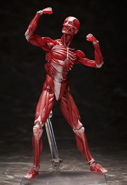 figma SP-142 Human Anatomical Model - Image 5