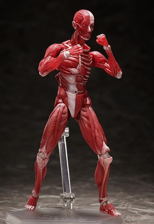 figma SP-142 Human Anatomical Model - Image 6
