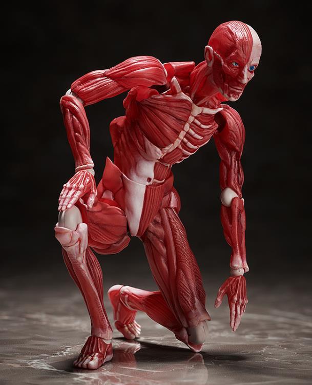 figma SP-142 Human Anatomical Model - Image 7