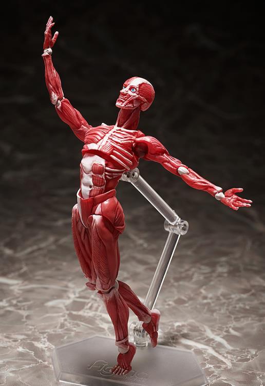 figma SP-142 Human Anatomical Model - Image 8