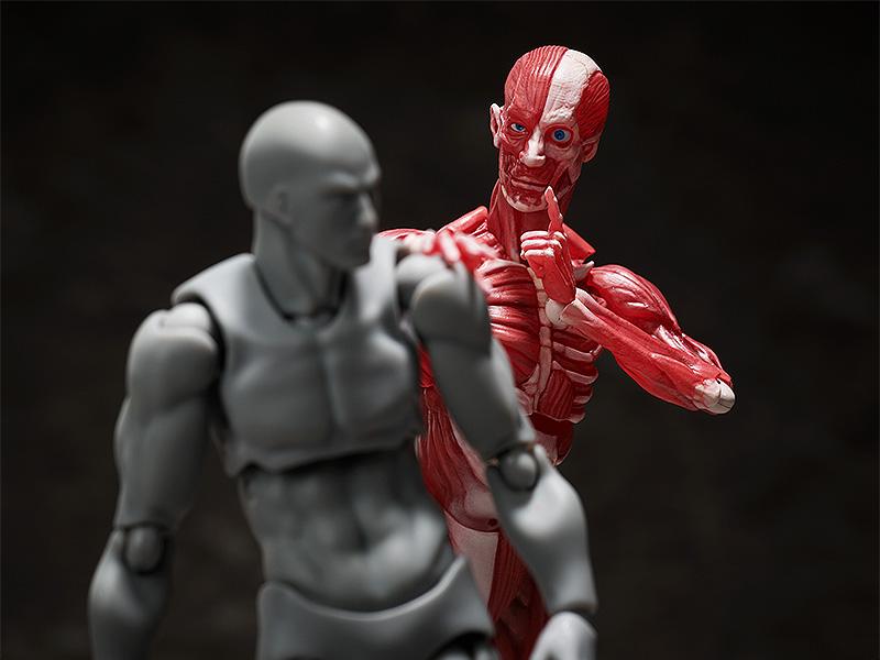 figma SP-142 Human Anatomical Model - Image 9