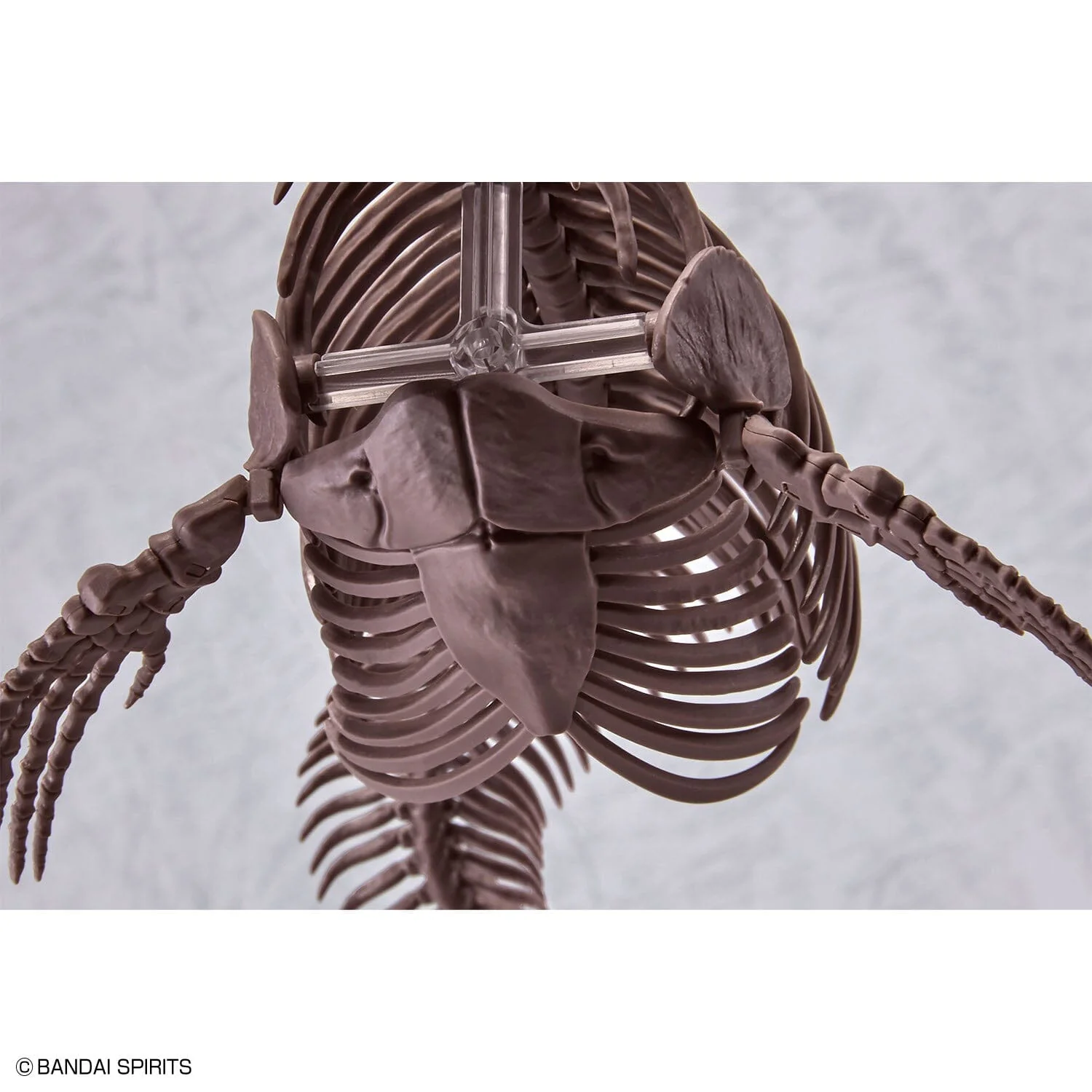 Imaginary Skeleton Mosasaurus 1/32 Scale Model Kit - Image 10