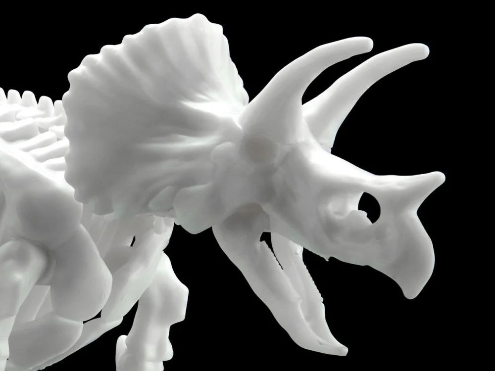Limex Dinosaur Skeleton Triceratops Model Kit - Image 5