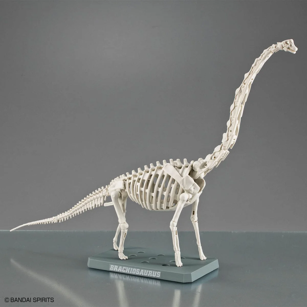 Plannosaurus Brachiosaurus Model Kit - Image 11