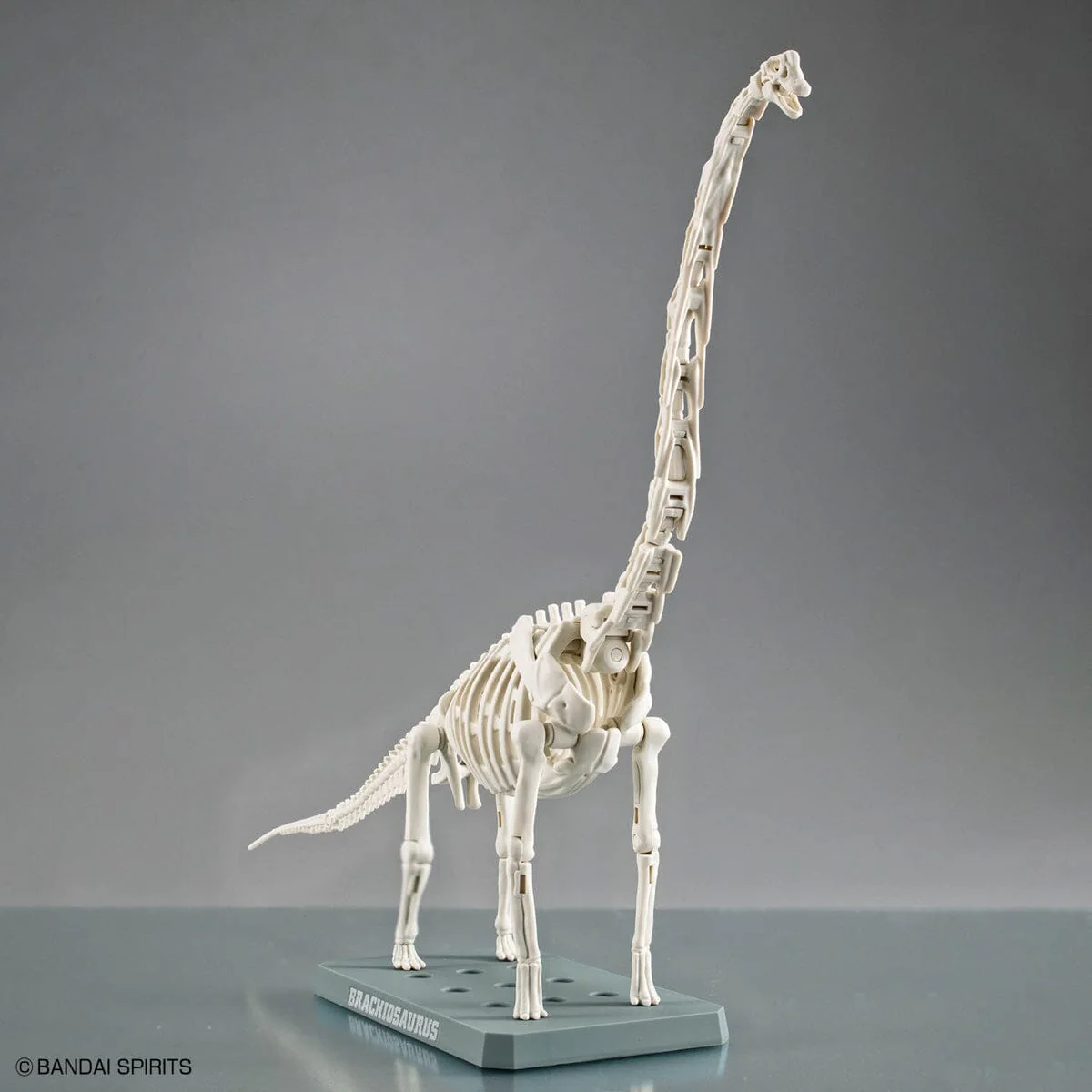 Plannosaurus Brachiosaurus Model Kit - Image 8